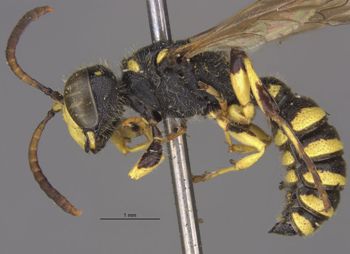 Media type: image;   Entomology 13794 Aspect: habitus lateral view
